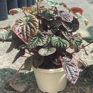 Peperomia capri – Type 1
