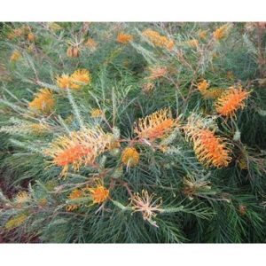 Grevillea honey gem
