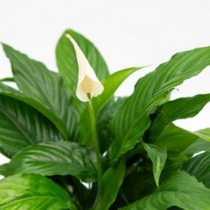 Spathiphyllum sweet chico