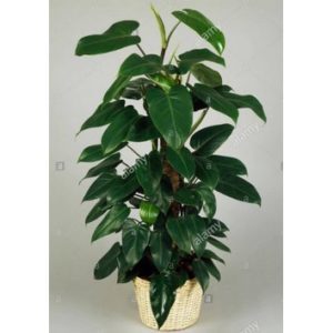 Philodendron emerald
