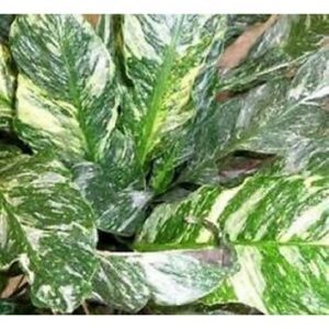 Spathiphyllum domino variegated