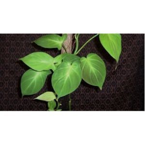 Philodendron camposportoanum