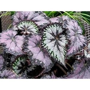 Begonia plum paisly
