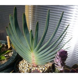 Aloe plicatilis