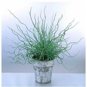 Juncus filiformis spiralis (corkscrew rush)
