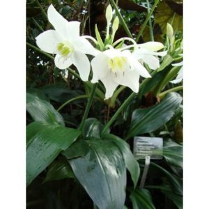 Eucharis grandiflora (Amazon lily)
