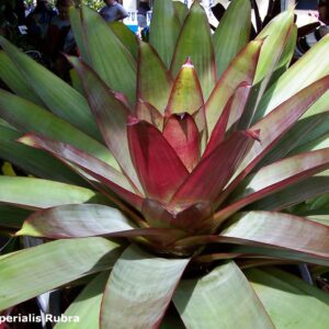 Alcantarea imperialis rubra