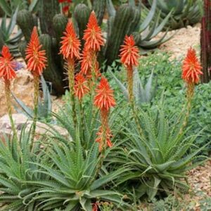 Aloe hedgehog hybrid