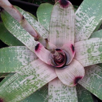 Vriesea hybrid